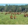 Image 5 : Rupert Farms - 880# November Delivery Weaned Steers - 69 Head (Lac du Bonnet, MB)