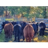 Image 5 : John Lindquist/Haynes Ranch - 610# November Delivery Steer Calves - 80 Head (Rock Creek, BC)