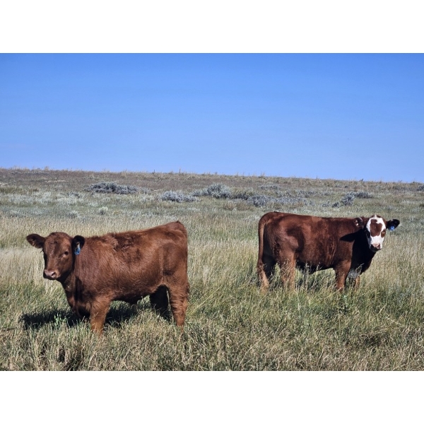 Blaine & Sue Hudec - 600# Oct/Nov Delivery Steer Calves - 80 Head (Jenner, AB)