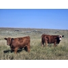 Image 1 : Blaine & Sue Hudec - 600# Oct/Nov Delivery Steer Calves - 80 Head (Jenner, AB)