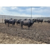 Image 2 : M.S. MacLean Livestock - 1400# Black/BBF Feeding Cows - 29 Head (Coaldale, AB)