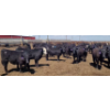 Image 3 : Cattlewood Farms Ltd. - 690# May Delivery Steers - 117 Head (Stirling, AB)