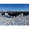 Image 5 : 9 - 9 Ranch Ltd. - 720# February Delivery Steers - 50 Head (Coronation, AB)