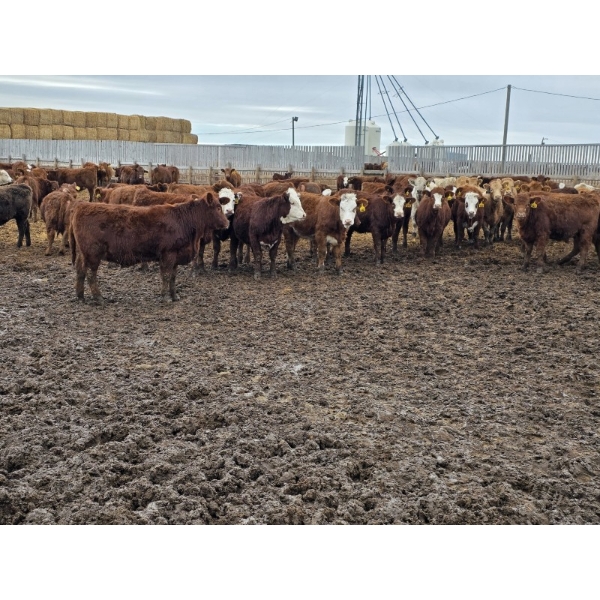 Ripple Rock Ranch - 790# March Delivery Weaned Heifers  - 278 Head (Fincastle, AB)