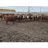 Image 1 : Ripple Rock Ranch - 790# March Delivery Weaned Heifers  - 278 Head (Fincastle, AB)