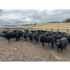 20  Kamloops Area Ranchers  555 October Delivery Heifer Calves  100 Head (Kamloops, BC)