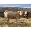 Image 6 : X Bar X Cattle Co. Ltd. - 1000# March Delivery Steers - 62 Head (Lomond, AB)
