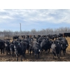 Image 10 : Shay & Sharmon Wilson - 920# March Delivery Steers - 115 Head (Bow Island, AB)