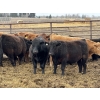 Image 5 : Gary Dickson - 969# May Delivery Steers - 65 Head (Leslieville, AB)