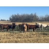 Image 6 : Kirk Goldsmith - 890# October Delivery Grass Heifers - 117 Head (Veteran, AB)