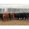 Image 2 : Pedersen Farms - 900# March Delivery Steers - 65 Head (Scandia, AB)