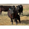 Image 10 : 9X Enterprises - 12 Black/BBF 1st Calf Pairs (Millicent, AB)