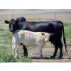 Image 12 : GW Murray Ranches - 675# November Delivery Steer Calves - 90 Head (Rolling Hills, AB)