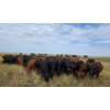 Image 2 : McDougald Ranch Ltd. - 890# September Delivery Grass Steers - 165 Head (Maple Creek, SK)
