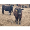 Image 8 : K6 Farms - 770# June Delivery Steers - 145 Head (Linden, AB)
