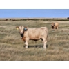 Image 4 : Ron Schmidt - 720# November Delivery Steer Calves - 85 Head (Rainier, AB)
