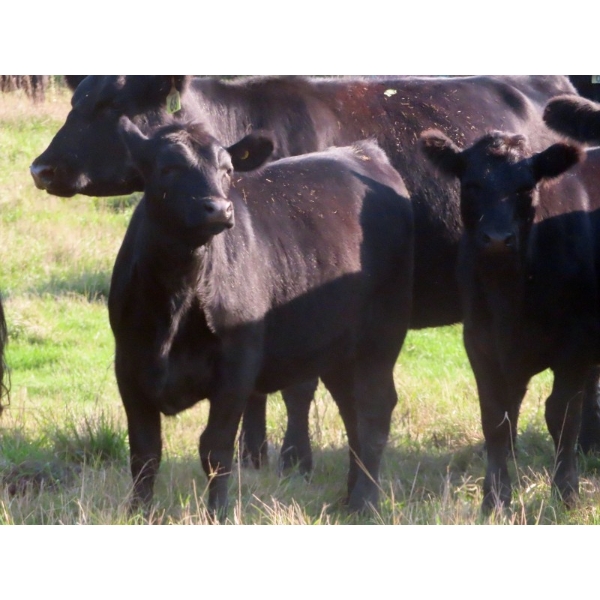 Brightside Stables - 575# October Delivery Heifer Calves - 15 Head (Russell, MB)