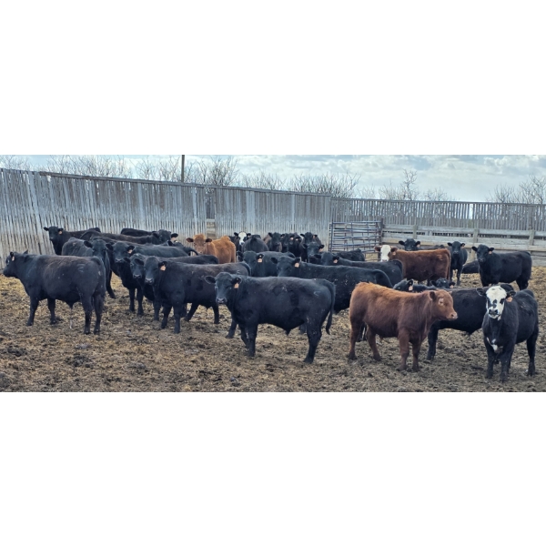 Block's Ranching Ltd. - 750# May Delivery Steers - 42 Head (Bow Island, AB)