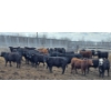 Image 1 : Block's Ranching Ltd. - 750# May Delivery Steers - 42 Head (Bow Island, AB)