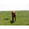 Image 3 : Circus Coulee Cattle - 530# Nov Delivery Heifer Calves - 100 Head (Dorothy, AB)