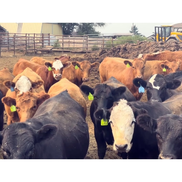 Westview Feeders - 1000# September Delivery Steers - 90 Head (Monarch, AB)