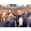 Image 1 : Westview Feeders - 1000# September Delivery Steers - 90 Head (Monarch, AB)