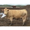 Image 5 : Cunningham Cattle Co. - 1700# June Delivery Fed Cows - 36 Head (Sundre, AB)