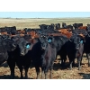 Image 6 : JT Cholin Farms - 800# September Delivery Grass Steers - 75 Head (Biggar, SK)