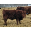Image 5 : Rusty Myskiw - 665# February Delivery Steers - 55 Head (Marquette, MB)
