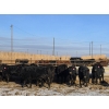 Image 8 : Cattlewood Farms Ltd. - 860# February Delivery Heifers - 70 Head (Vauxhall, AB)