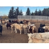 Image 4 : Box Anchor Farms - 950# March Delivery Weaned Heifers - 260 Head (Dewberry, AB)