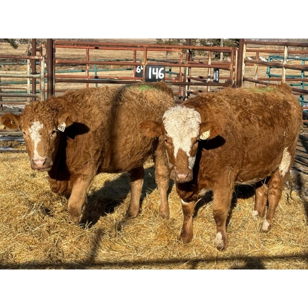Duane & Austin Ashbacher - 2 Bred Heifers (Pen 146)