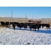 Image 6 : T Bar Cattle Co. Ltd. - 850# February Weaned Steers - 72 Head (Medicine Hat, AB)