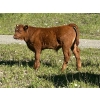Image 5 : Cutting Edge/Holtry Creek - 575# November Delivery Steer Calves - 100 Head (100 Mile House, BC)