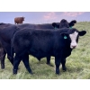 Image 4 : 4M Cattle Co. - 800# October Delivery Steer Calves - 78 Head (Stauffer, AB)