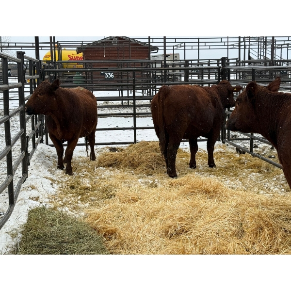 Spruce Ridge Farms - 3 4-5 Year-Old Cows (Pen 437)