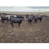 Image 4 : Ripple Rock Ranch - 730# August Delivery Heifers - 125 Head (Fincastle, AB)