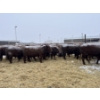 Image 6 : Mahlon Bear - 10 Red Heifers (Pen 502 - 504)