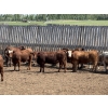 Image 6 : Lesher Lane Enterprises - 975# July Delivery Heifers - 235 Head (Lacombe, AB)