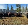 Image 2 : Cattle View Ranch - 1000# September Delivery Grass Heifers - 180 Head (Winfield, AB)