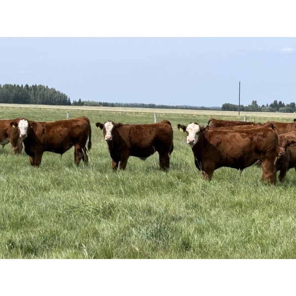 Centreview Farms Ltd. - 750# October Delivery Steer Calves - 80 Head (Rimbey, AB) VBP+