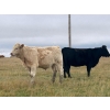 Image 9 : Cole Herold - 570# October Delivery Heifer Calves - 65 Head (Montmarte, SK)