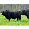 Schweb Family Cattle - 650# October Delivery Steer Calves - 90 Head (Logan Lake, BC)