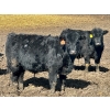 Image 7 : East Hilltop Holdings - 700# April Delivery Steers - 85 Head (Carstairs, AB)
