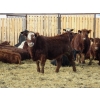Image 7 : Resch Ranch - 950# March Weaned Steers - 195 Head (Leader, SK) VBP+