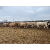 Image 15 : Greg Trewin - 1025# February Delivery Steers - 60 Head (Coulter, MB)