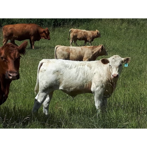 Patton Ranches Ltd. - 650# Steer Calves - 95 Head (Maycroft, AB)