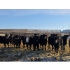 Image 3 : Cattlewood Farms Ltd. - 860# February Delivery Heifers - 70 Head (Vauxhall, AB)