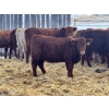 Image 13 : Blue Moon Cattle Co. - 800# March Delivery Weaned Heifers - 60 Head (Irricana, AB)
