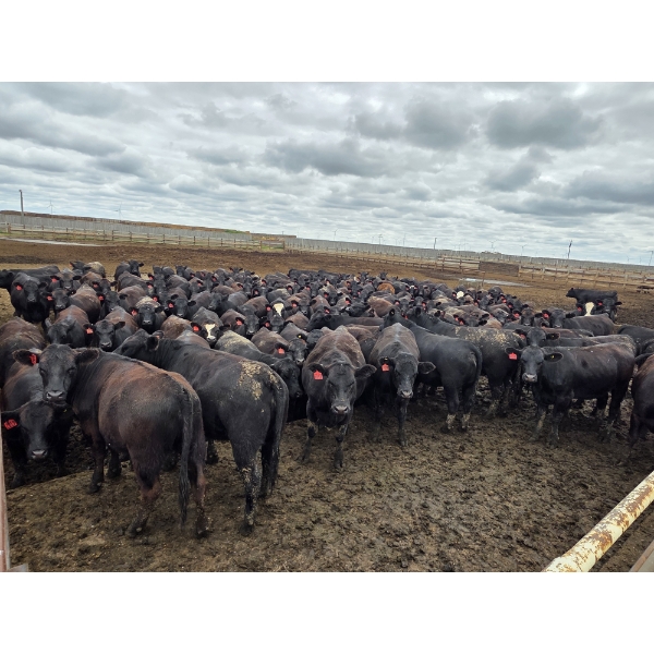 South Island Farms - 910# August Delivery Heifers - 140 Head (Bow Island, AB)